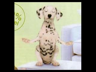 yoga-pour-chien-a-vous-de-le-suivre